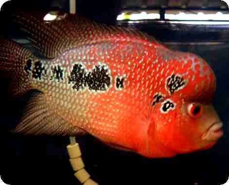Flowerhorn - Showcase Red Cherry - 3-4 Inch - LIMIT 6 Flowerhorn - Showcase Red Cherry - 3-4 Inch - LIMIT 6